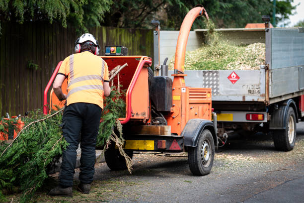 Best Root Management and Removal  in Sheffield Lake, OH