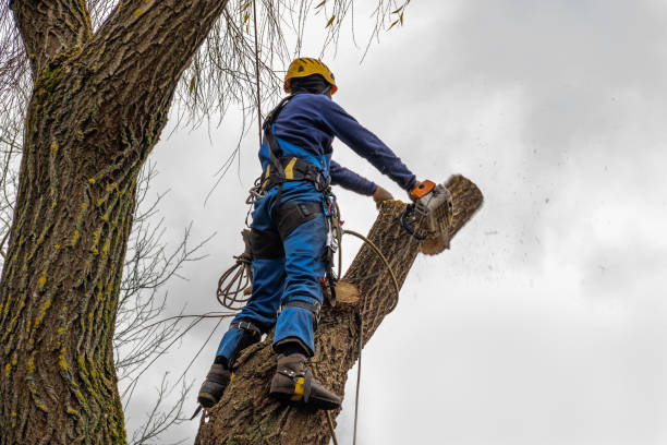 Trusted Sheffield Lake, OH Tree Removal Experts